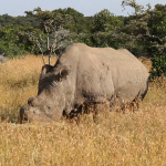 White Rhino